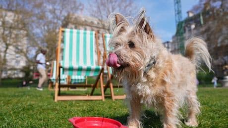 'I'm a dog owner - spraying your dog with water can do more harm than good in the heat'