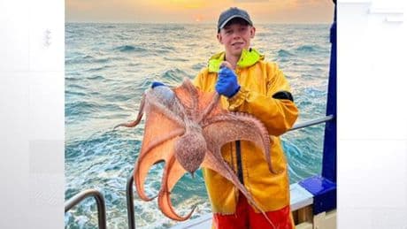 Friend or foe? Octopuses swarm in UK waters