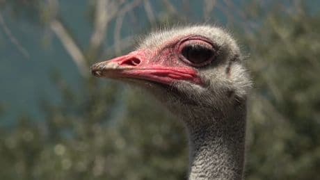 Music festival raises funds to pay B.C. ostrich farm’s legal fees