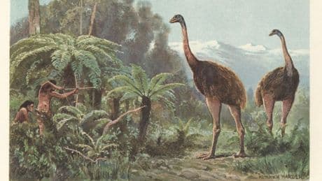 A Biologist Reveals The Tallest Bird Species Ever Known. Hint: It Was The Only True ‘Wingless’ Bird And Roamed The Earth Until 1400 A.D.