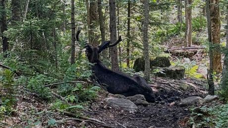 A bull moose is blocking a New York mountain trail. Wildlife researchers don't know why