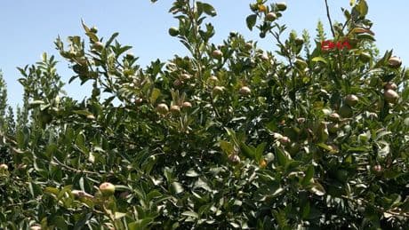 Adana'nın karşı durulamayan sıcağı bu kez de limonu vurdu