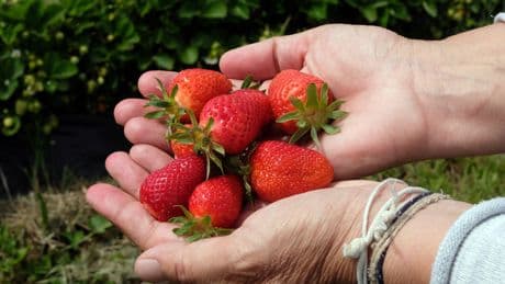 Des fraises contenant trop de pesticides rappelées dans toute la France