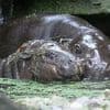 Schön und traurig zugleich: Berliner Mini-Hippo Toni zieht nach Mulhouse