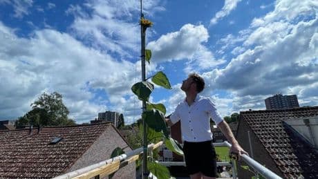 Man uit Enschede dicht bij wereldrecord met metershoge zonnebloem