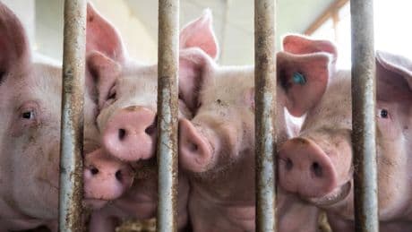 Wie schwer es ist, ein Schwein zu töten