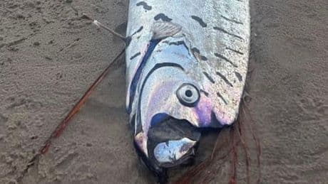 Grusel-Fund in Tasmanien - Frau entdeckt Monsterfisch am Strand
