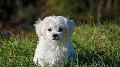 Cane smarrito, ragazzo di 16 anni chiede riscatto: «Paga 450 euro se vuoi riaverlo». Arrestato (insieme al padre complice)