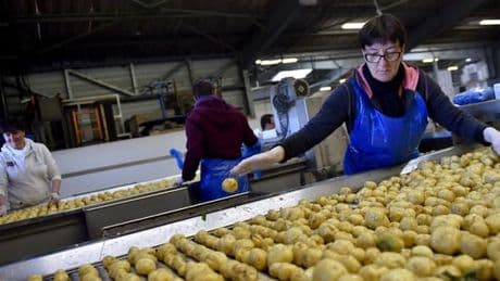 « Prime à la pomme de terre primeur »