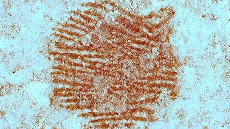 Une empreinte digitale vieille de 43 000 ans découverte en Espagne
