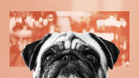 I’m a food hygiene expert – most people are surprised by my stance on dogs in restaurants