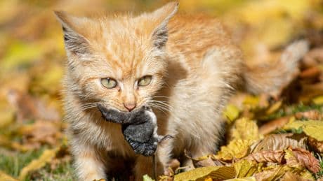 Bornavirus in Deutschland angekommen: Warum gerade Katzenbesitzer vorsichtig sein sollten