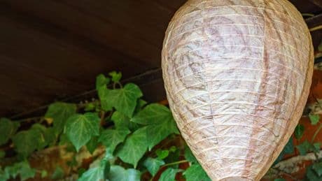 Zamarra weet hoe je rustig in de tuin kunt eten zonder zwart-gele lastpakkers: ’Maak van een bruine zak een nep-wespennest’