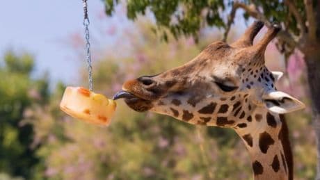 El Zoo de Barcelona activa un protocolo especial para proteger a los animales de las altas temperaturas