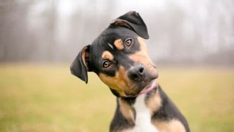 Study Finds People Aren’t Good At Reading Dog Body Language
