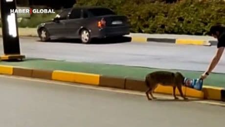 Başına poşet takılan çakalın imdadına vatandaş yetişti