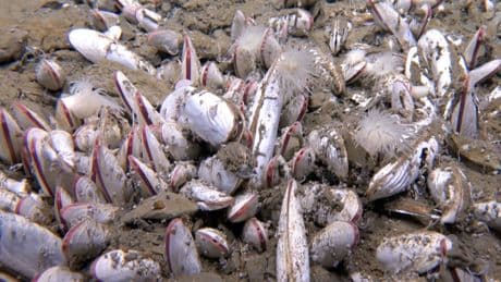 La vida se abre paso a casi 10.000 metros en lo más profundo del mar de Kamchatka