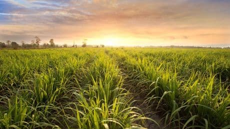 New Study Finds Preharvest Sugarcane Burns Are Not Harming Air Quality