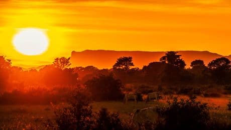 This Brazilian wildlife hotspot is cheaper than an African safari