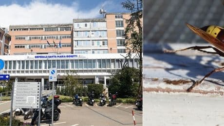 Morta per la puntura di un calabrone, Cinzia era in vacanza a Sabaudia: arresto cardiaco per shock anafilattico