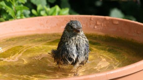 The Crucial Reason You Should Leave A Bowl Of Water Outside This Weekend