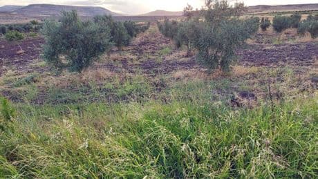 TMMOB ÇMO İzmir Şubesi: Zeytinliklerimizi tehlikeye atan torba yasa geri çekilsin