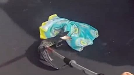 Watch: Florida police bravely wrangle hissing alligator in parking lot