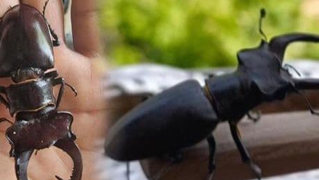 15 bin ile 100 bin dolar arasında satıldığı gündeme gelmişti! Bunu yapan yandı