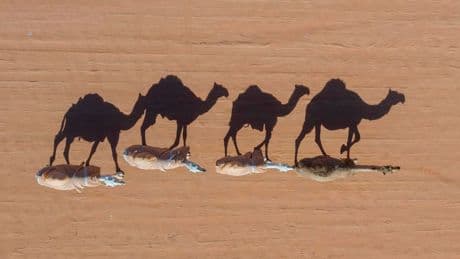 MERS Coronavirus Infection Remains A Threat In The Middle East