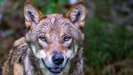Deutschland: Wolfs-Population entwickelt sich „günstig“