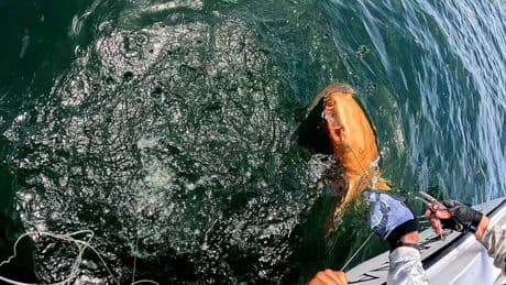 Bright ORANGE shark with white eyes spotted for the ‘first time ever’ after being reeled in by fisherman
