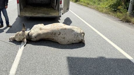 Loose bull forces highway closure in Abbotsford, BC: police