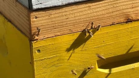 Oullins-Pierre-Bénite: des ruches installées pour détecter les PFAS sur un futur terrain d'habitation