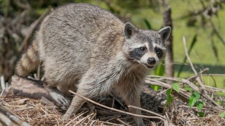 Rabies is making a comeback: here’s what you need to know