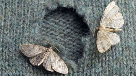 Fury as Labour spends obscene amount of money on 'counting moths'