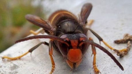 UK's first Asian Hornet nest of 2025 found as experts warn of 'unprecedented' invasion