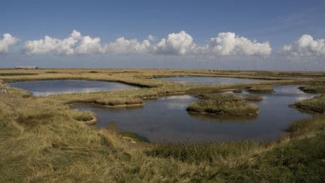 Changement climatique : les marais salants de Grande-Bretagne, précieux puits de carbone