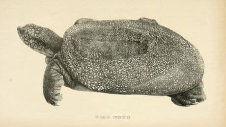 La Chine vous donnera 12.000 euros si vous retrouvez un spécimen vivant de cette étrange tortue