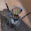 Mystery of dancing spiders' DNA could explain how they develop into new species