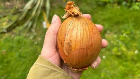 UK Gardeners Advised To Place Onions On Their Lawn
