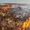 Labour's 'eco-friendly' rewilding plans could turn countryside into giant tinderbox with wildfires terrorising Britain, experts warn