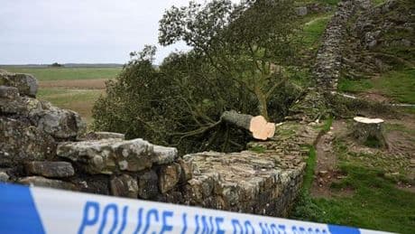 Un splendide érable sycomore abattu en Angleterre : la « mission débile » de deux hommes devant la justice