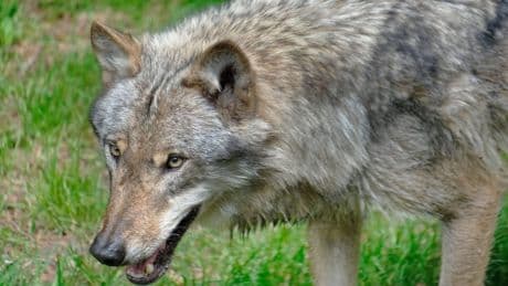 Niederlande: Wolf greift Kind in Wald bei Utrecht an