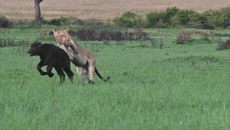 Kalb dem Tod geweiht - Jagd endet nicht wie erwartet