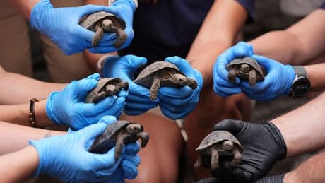 Besonderer Nachwuchs - Schildkröte mit 97 Jahren zum ersten Mal Mama