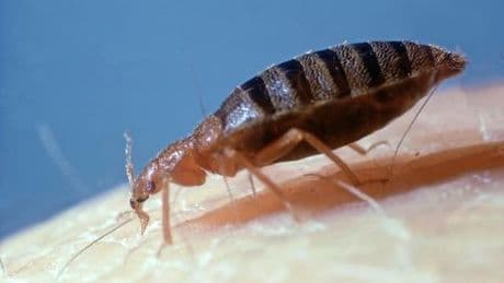 Furious carers strike over bed bug infestation at Scots retirement housing complex