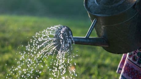 UK Gardeners Urged To Pee In Watering Cans For 2 Surprising Benefits