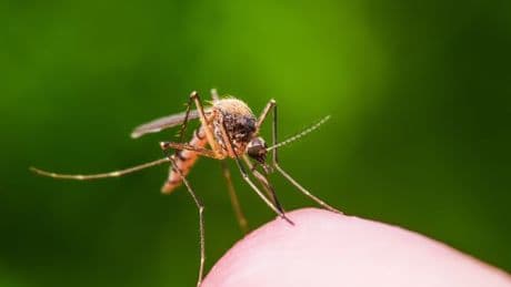 Deadly chikungunya virus warning for Brit tourists as health experts 'worried' over surge in cases