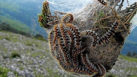 La Diputación vuelve a fumigar los bosques por la procesionaria 6 años después