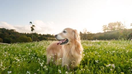 Ten worrying symptoms every dog owner should look out for this spring as vet issues urgent disease warning